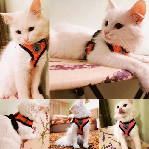 Adjustable Mesh Cat & Small Pet Harness Set